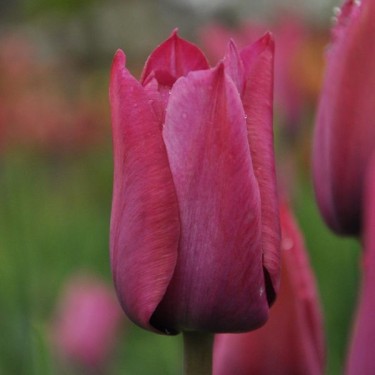 Tulipa 'Professor Schotel'