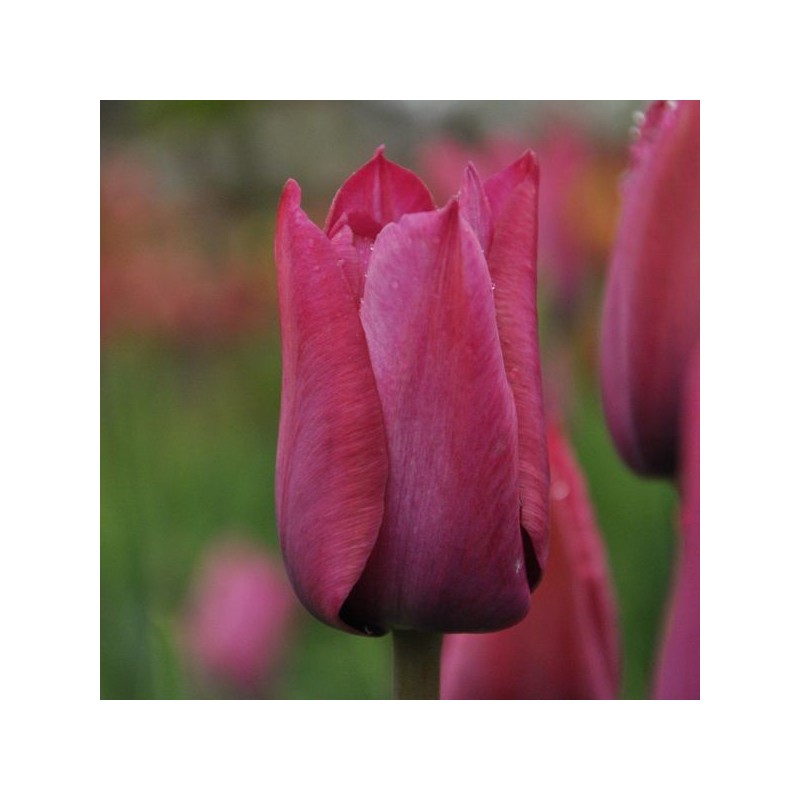 Tulipa 'Professor Schotel'