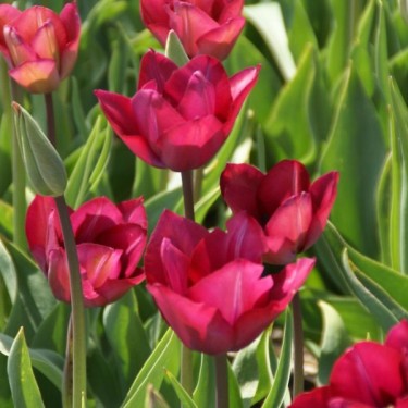 Tulipa 'Professor Schotel'
