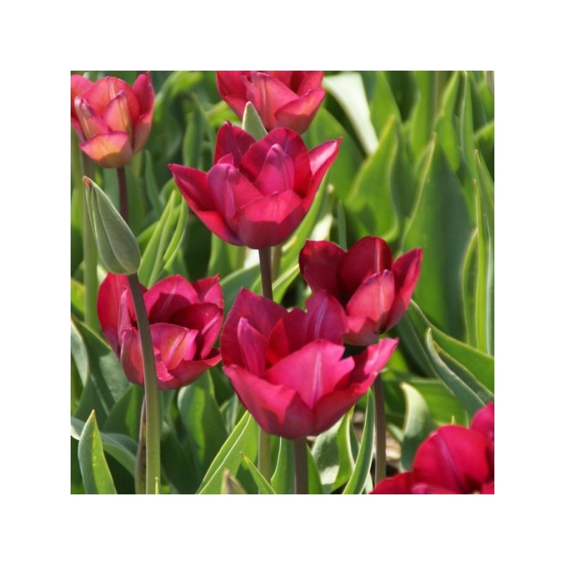 Tulipa 'Professor Schotel'