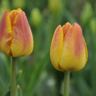 Tulipa 'Queen Alexandra'