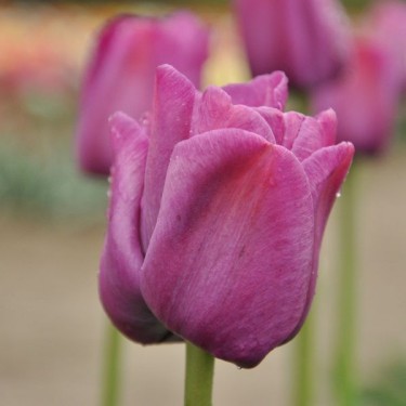Tulipa 'Sanspareille'