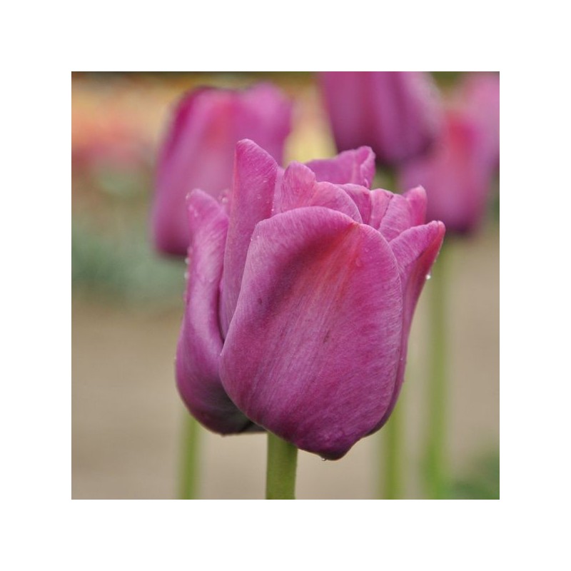 Tulipa 'Sanspareille' Tulipa 'Sanspareille'