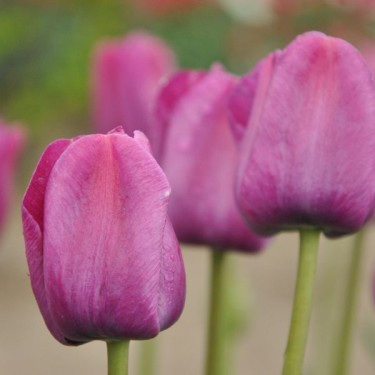 Tulipa 'Sanspareille' Tulipa 'Sanspareille'