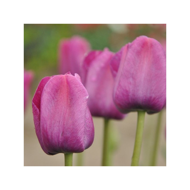 Tulipa 'Sanspareille' Tulipa 'Sanspareille'
