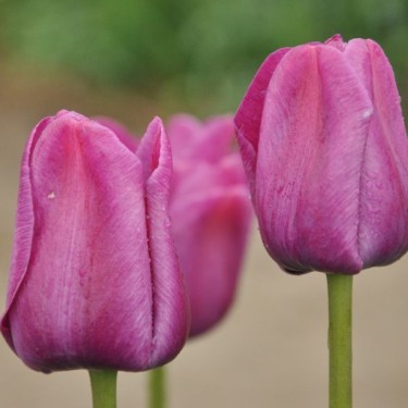 Tulipa 'Sanspareille' Tulipa 'Sanspareille'
