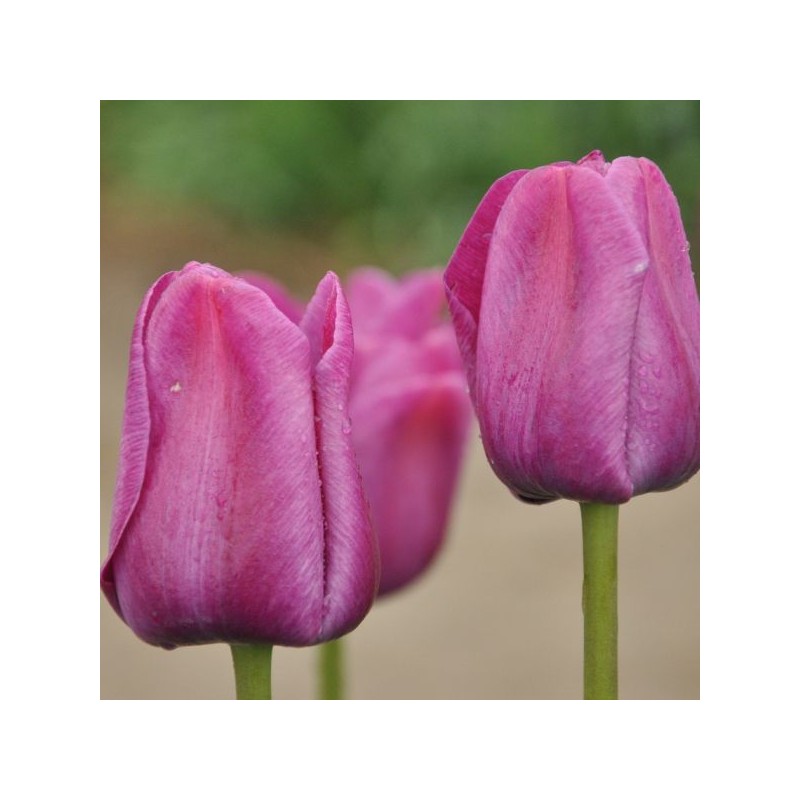 Tulipa 'Sanspareille' Tulipa 'Sanspareille'