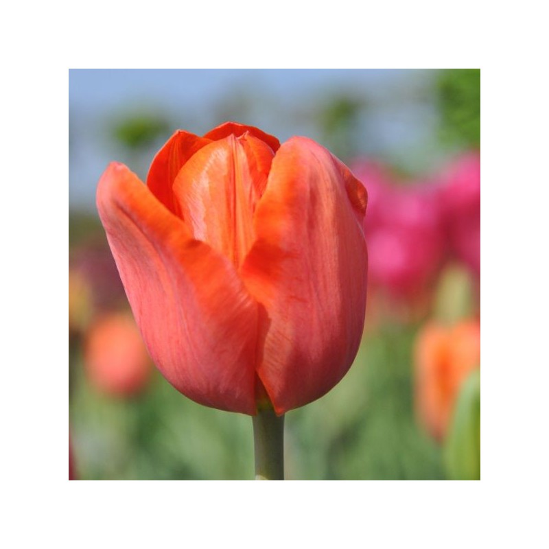 Tulipa 'Simon Bolivar'
