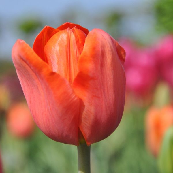 Tulipa 'Simon Bolivar'