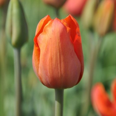 Tulipa 'Simon Bolivar'