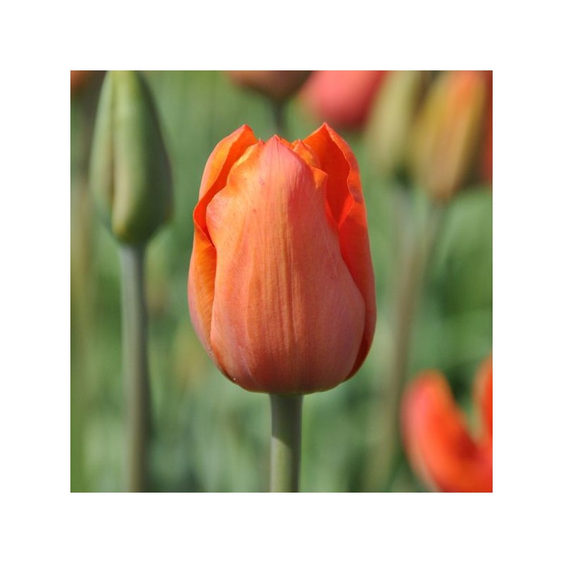 Tulipa 'Simon Bolivar'