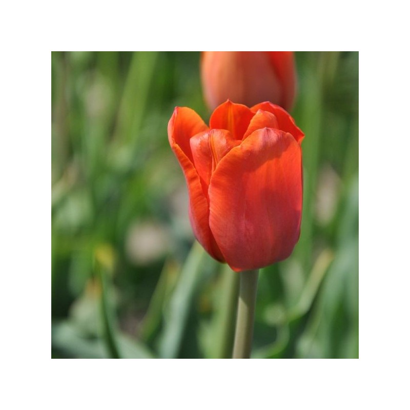 Tulipa 'Simon Bolivar'