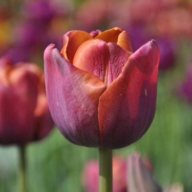 Tulipa 'Superba'