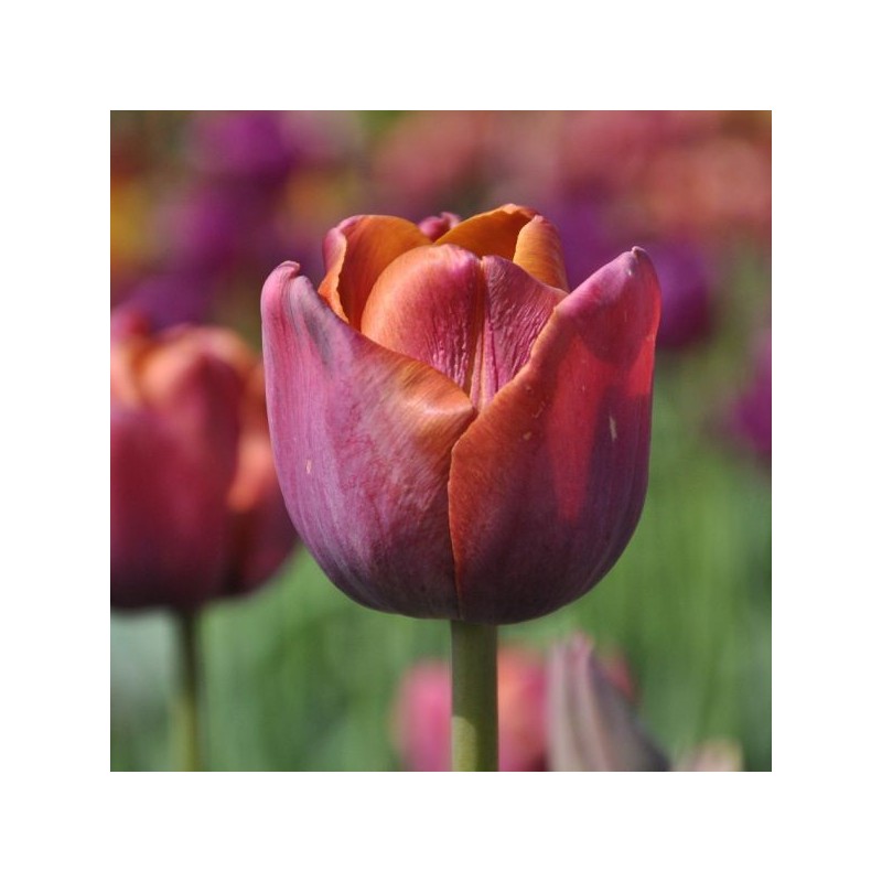 Tulipa 'Superba' Tulipa 'Superba'