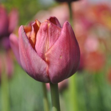 Tulipa 'Superba' Tulipa 'Superba'