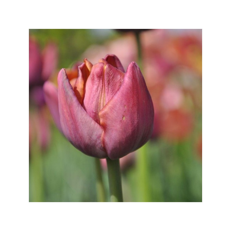 Tulipa 'Superba' Tulipa 'Superba'