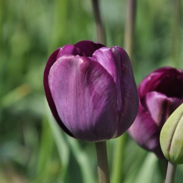Tulipa 'Talisman'