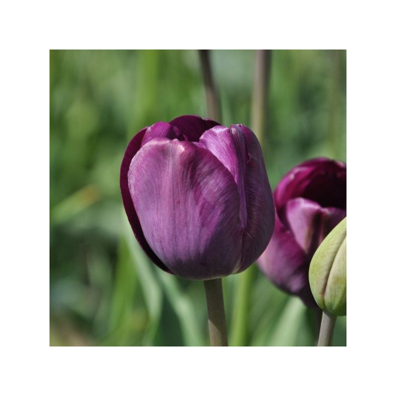 Tulipa 'Talisman'