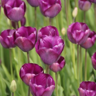 Tulipa 'Talisman'