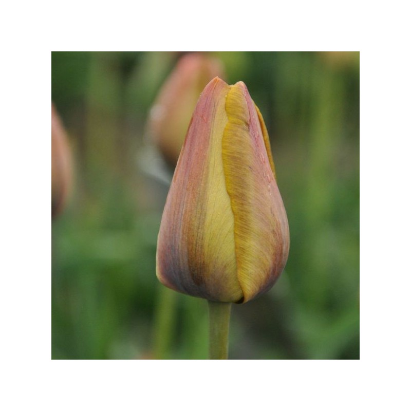 Tulipa 'Yellow Perfection'