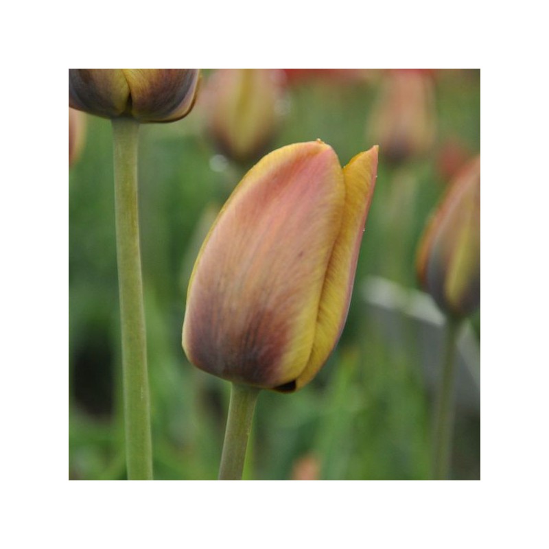 Tulipa 'Yellow Perfection'