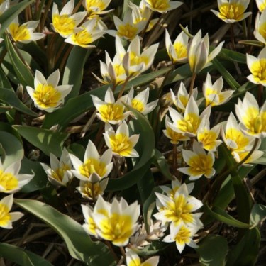 Tulipa biflora