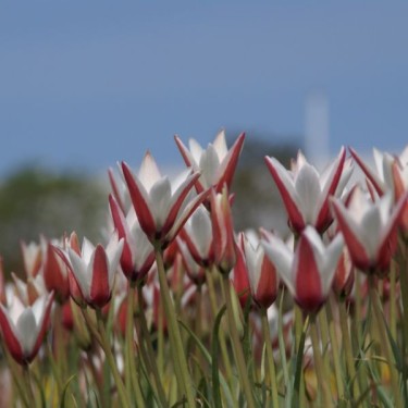 Tulipa clusiana