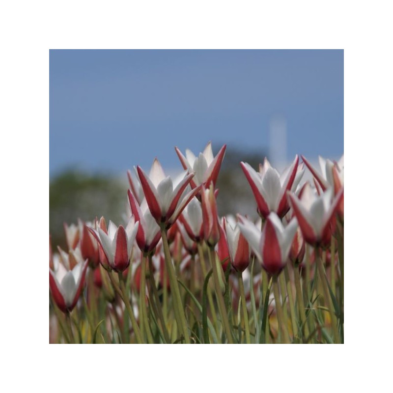 Tulipa clusiana