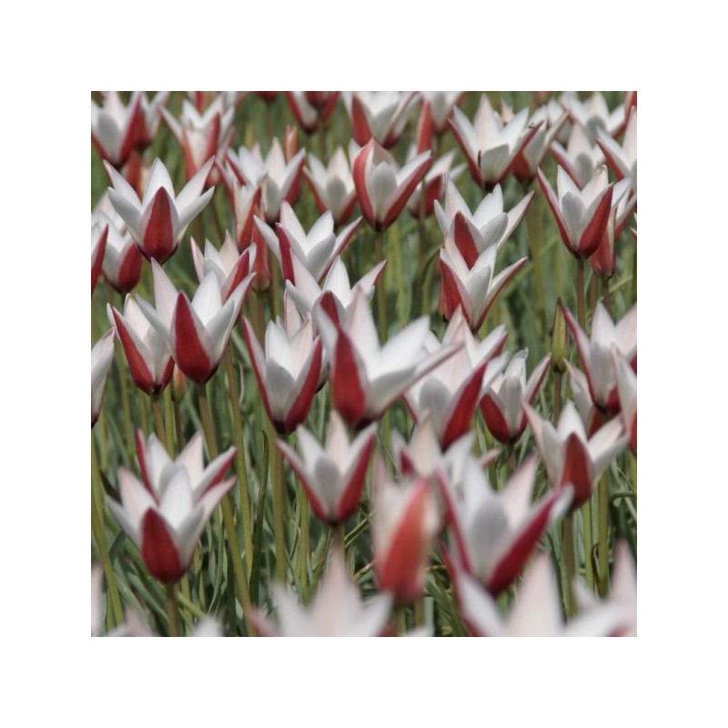 Tulipa clusiana
