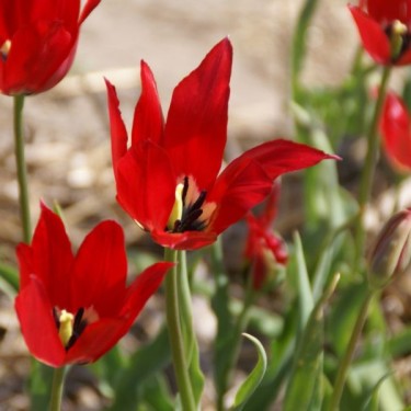 Tulipa didieri