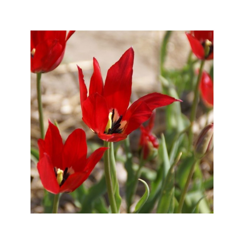 Tulipa didieri