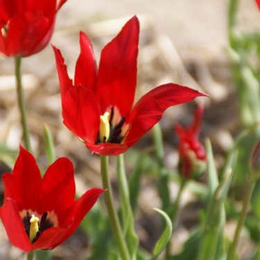 Tulipa didieri