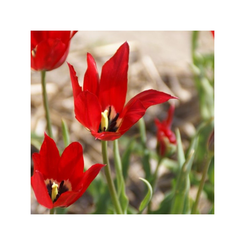 Tulipa didieri