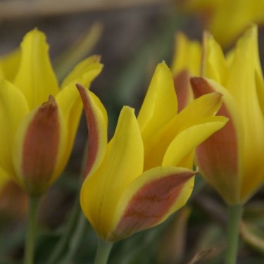Tulipa iliensis