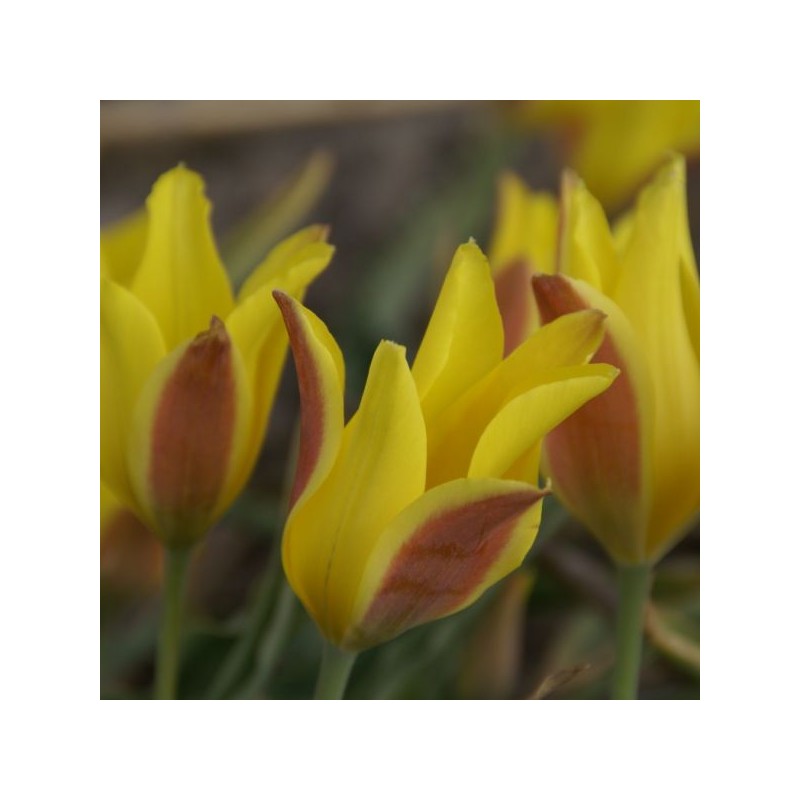 Tulipa iliensis