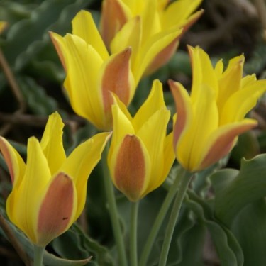 Tulipa iliensis