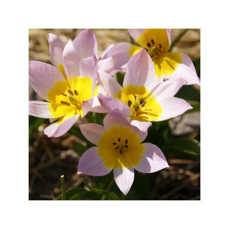 Tulipa saxatilis