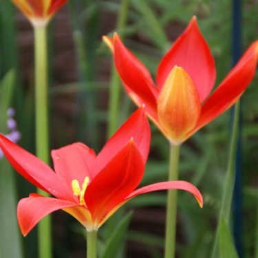 Tulipa sprengeri
