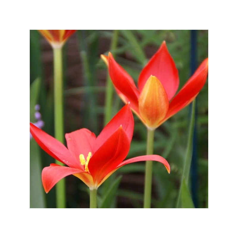 Tulipa sprengeri