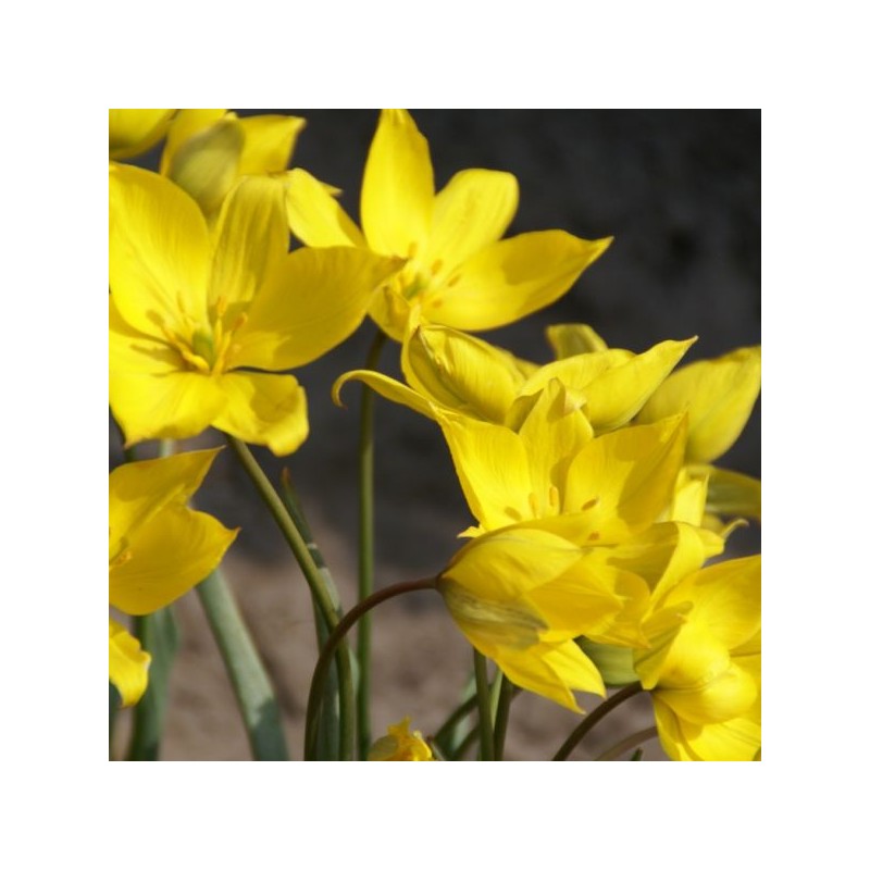 Tulipa sylvestris