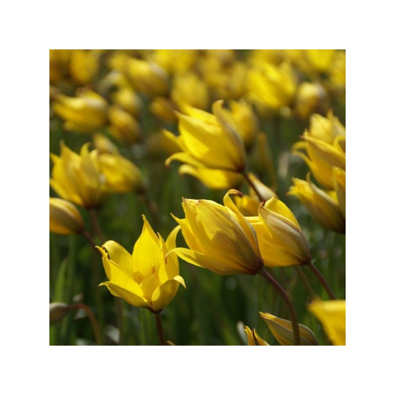 Tulipa sylvestris