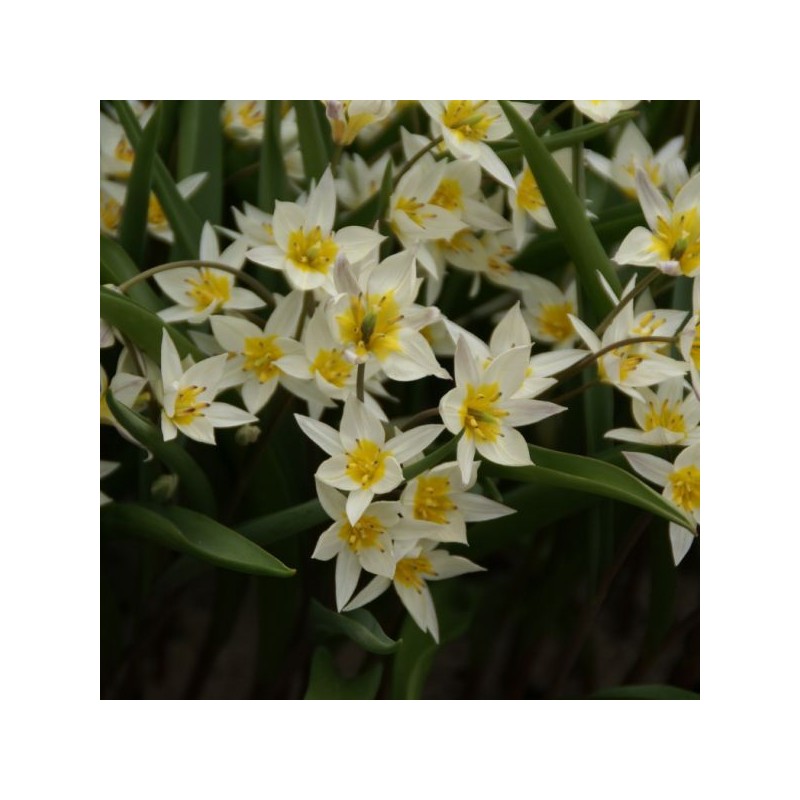 Tulipa turkestanica