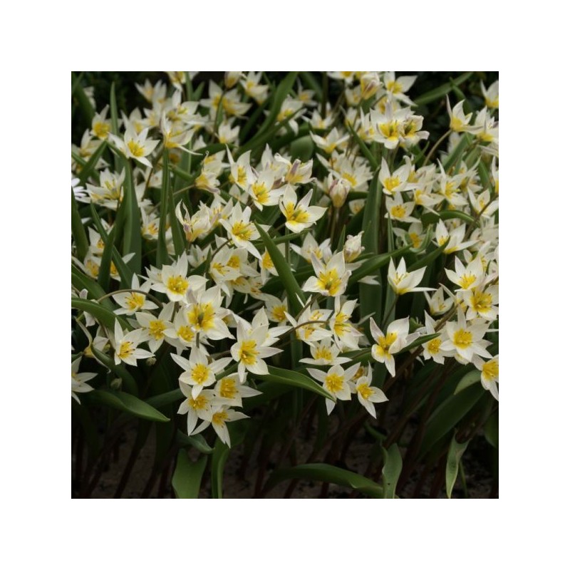 Tulipa turkestanica
