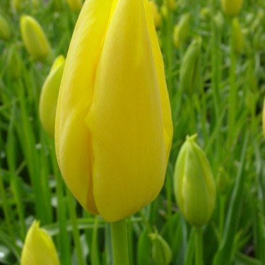 T. gesneriana L 'Lutea Pallida'