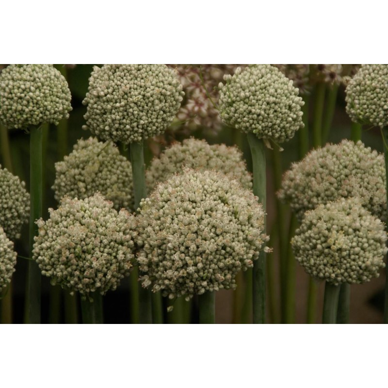 Allium ampeloprasum