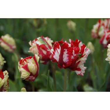 Tulipa 'Estella Rijnveld'