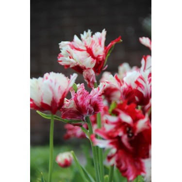 Tulipa 'Estella Rijnveld'