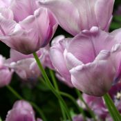 Tulipa 'Bleu Amaible'