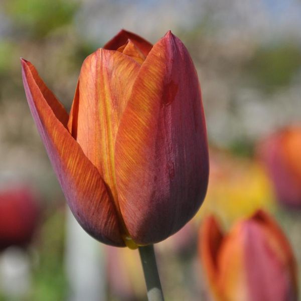 Tulipa 'Madras'