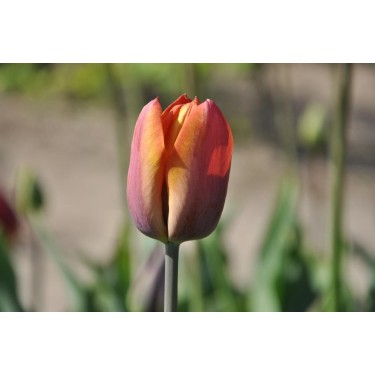 Tulipa 'Madras'